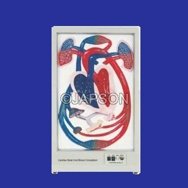 Human Cardiac Beat And Blood Circulation Human Cardiac Beat And Blood Circulation